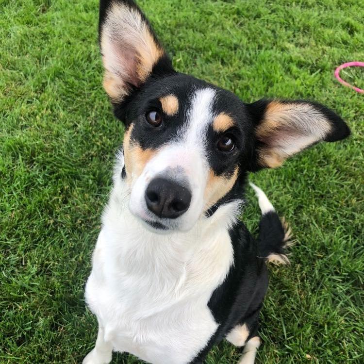Gemma, Adoptable, Adult Female Mixed Breed.
