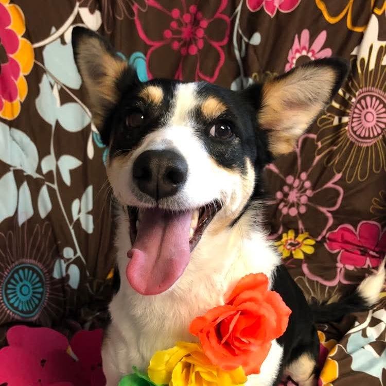 Gemma, a Adoptable Mixed Breed in Archbold , OH image 4/4