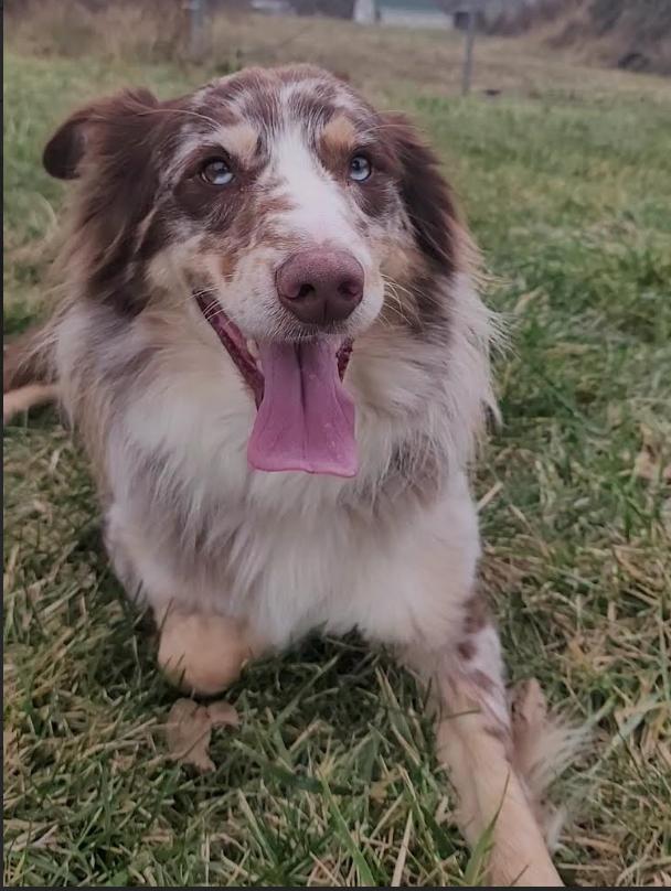 0984 Jasper, Adoptable, Adult Male Australian Shepherd.