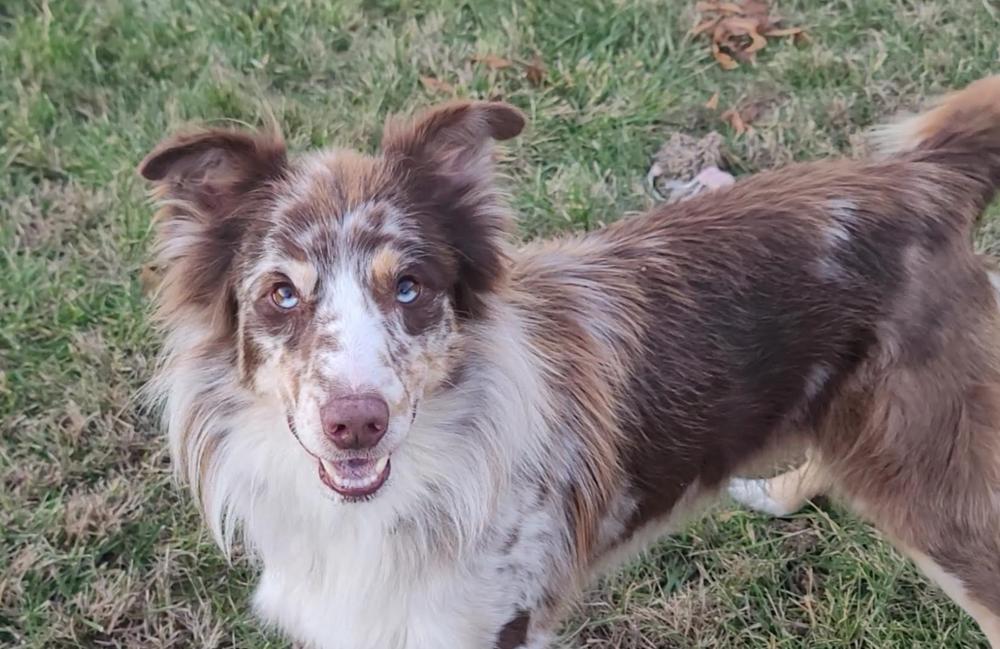 0984 Jasper, a Adoptable Australian Shepherd in Dennison, IL image 2/6