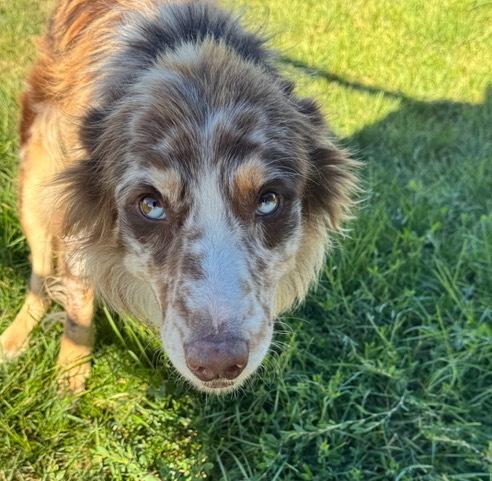 0984 Jasper, a Adoptable Australian Shepherd in Dennison, IL image 5/6