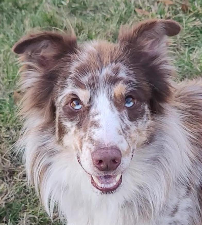 0984 Jasper, a Adoptable Australian Shepherd in Dennison, IL image 6/6