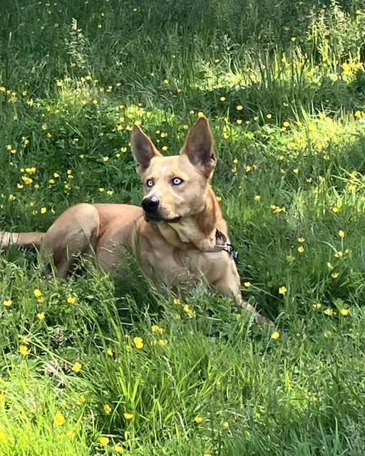 Vinnie, a Adoptable mixed breed in Crescent city, CA image 3/5