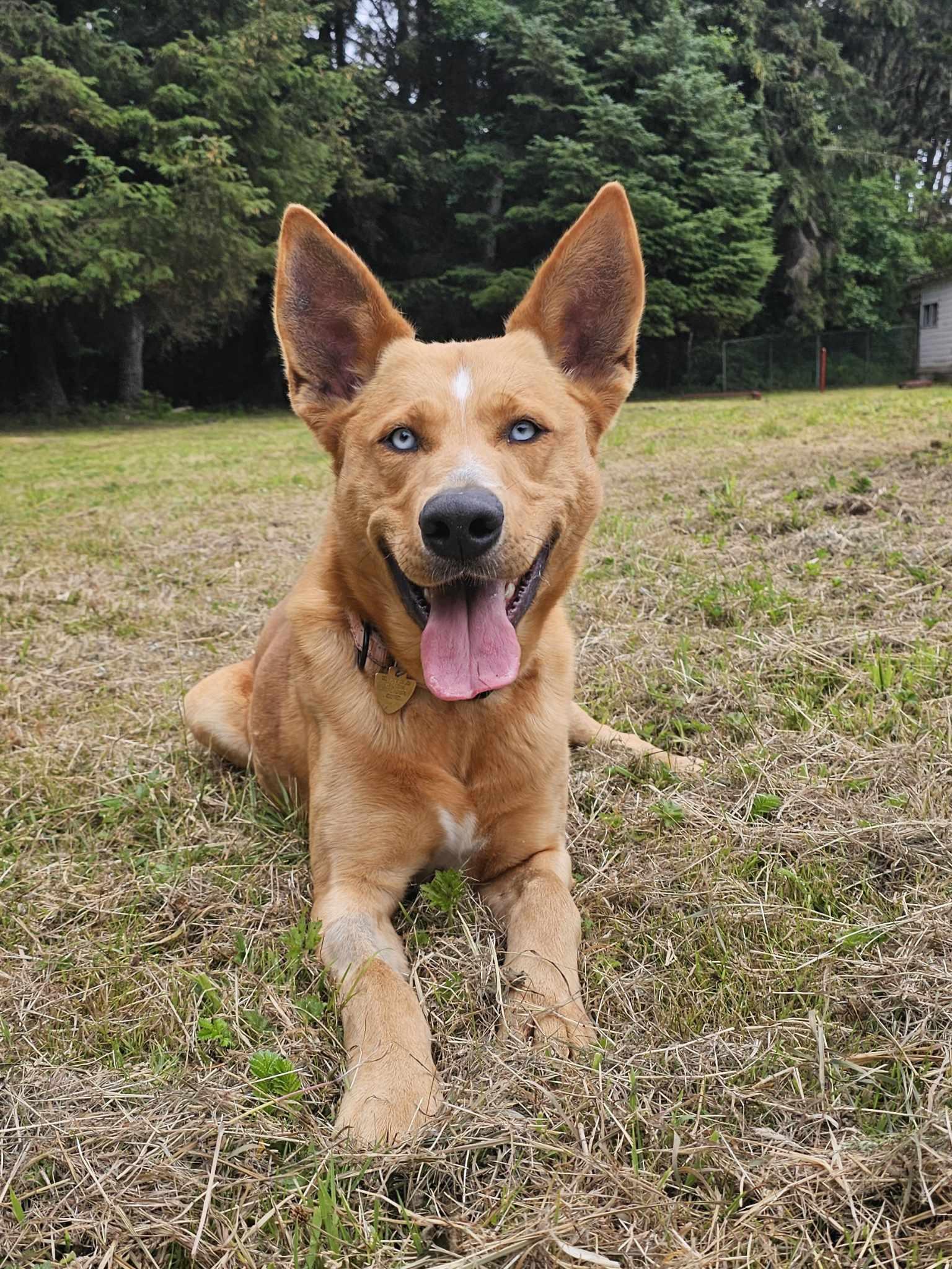 Vinnie, a Adoptable mixed breed in Crescent city, CA image 1/5