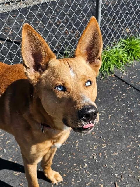 Vinnie, a Adoptable mixed breed in Crescent city, CA image 4/5