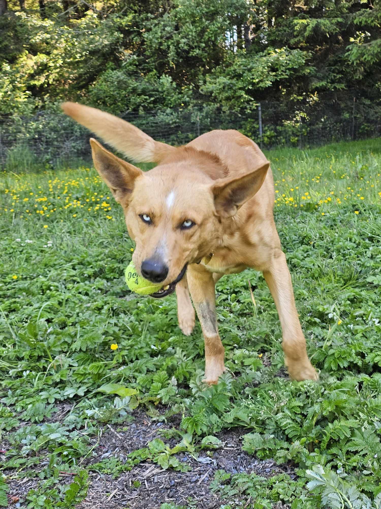Vinnie, a Adoptable mixed breed in Crescent city, CA image 5/5