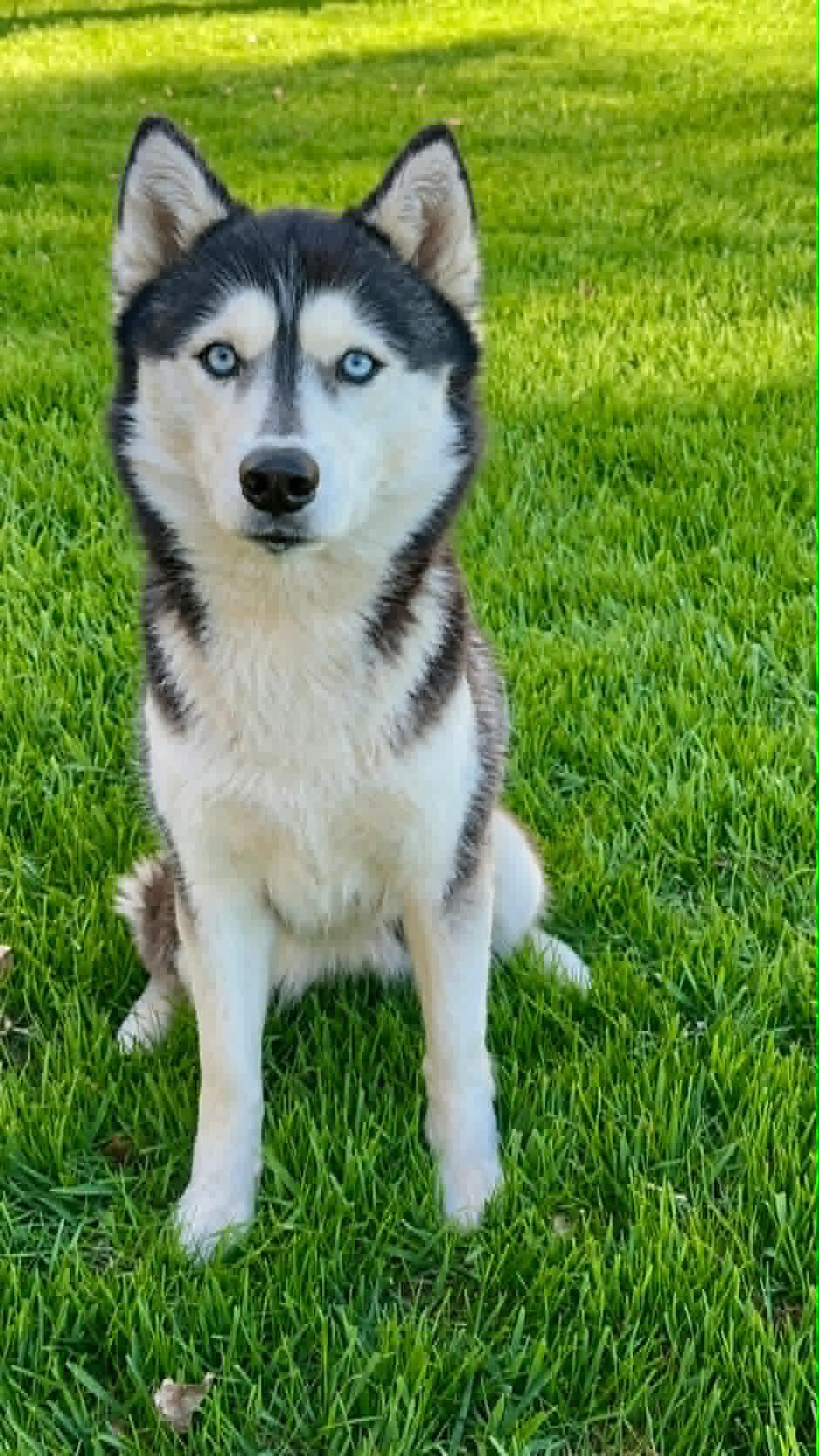 Echo, Adoptable, Young Female Mixed Breed.