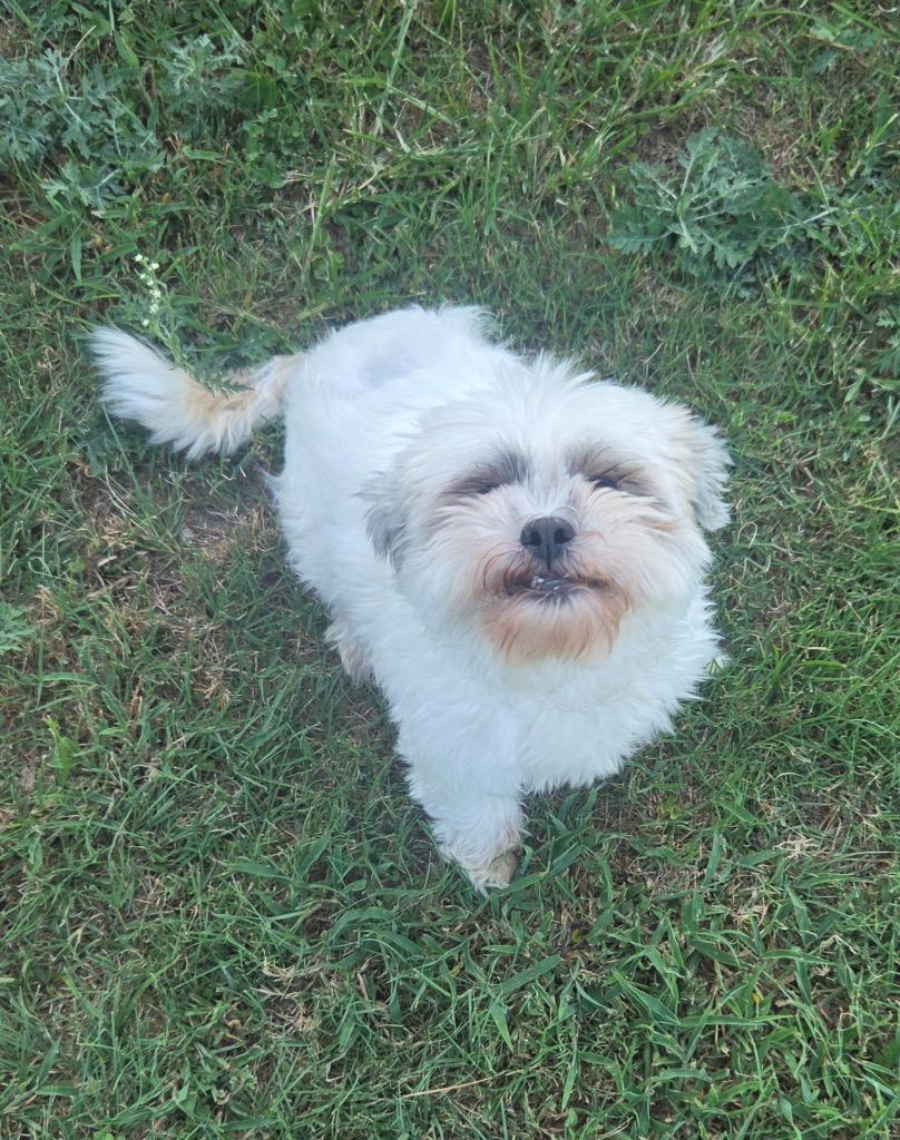 Sophie, Adoptable, Adult Female Shih Tzu.