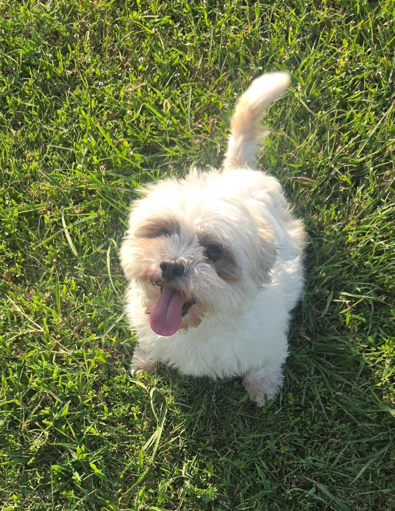 Enlarge Sophie, a Adoptable Shih Tzu in Leander, TX image 2/3