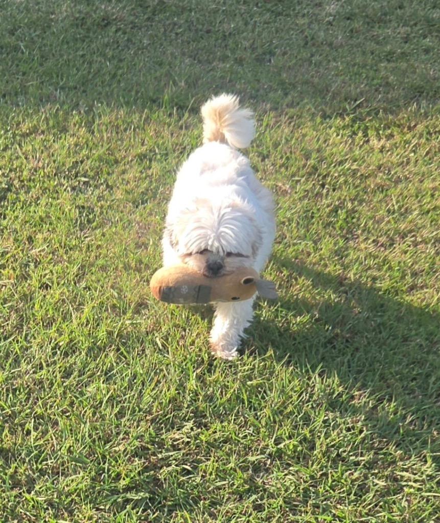 Enlarge Sophie, a Adoptable Shih Tzu in Leander, TX image 3/3