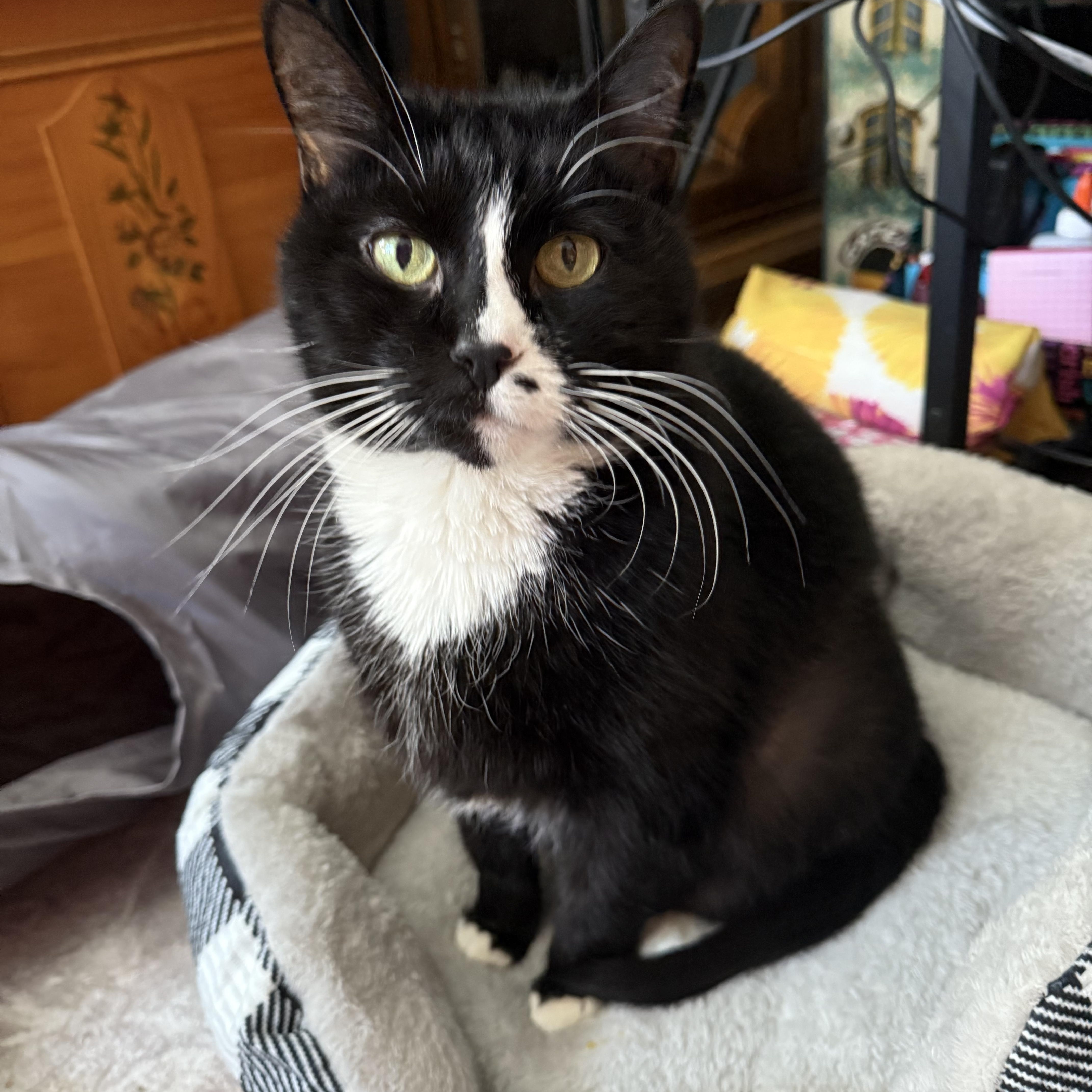 Zoey, Senior Female unknown