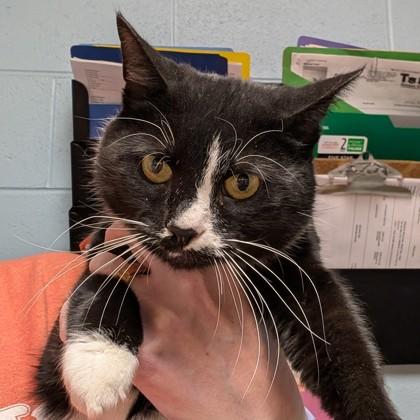 Elsa, ADOPTABLE, Adult Female Domestic Short Hair.