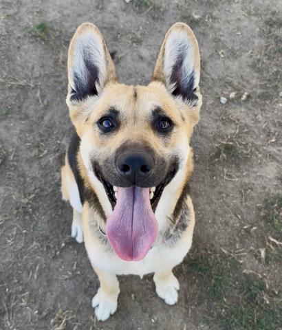 Enlarge Nyxie -- LONGTIME RESIDENT!, an adopted mixed breed in Thousand Oaks, CA image 1/1