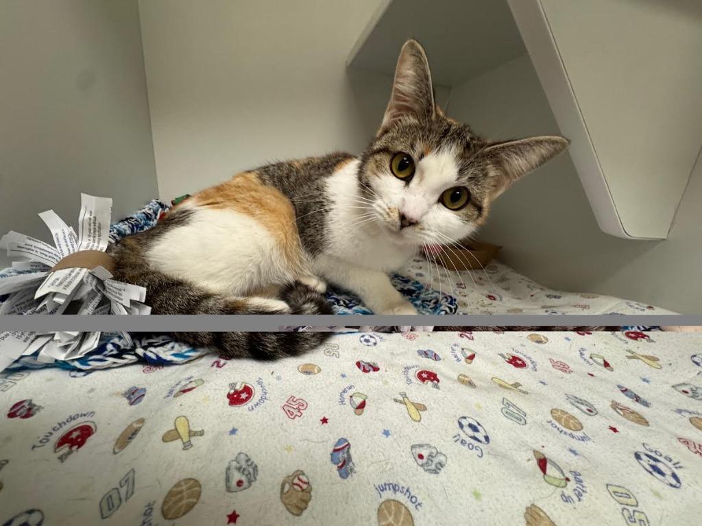 Pepper (Pickles) — thumbnail 2