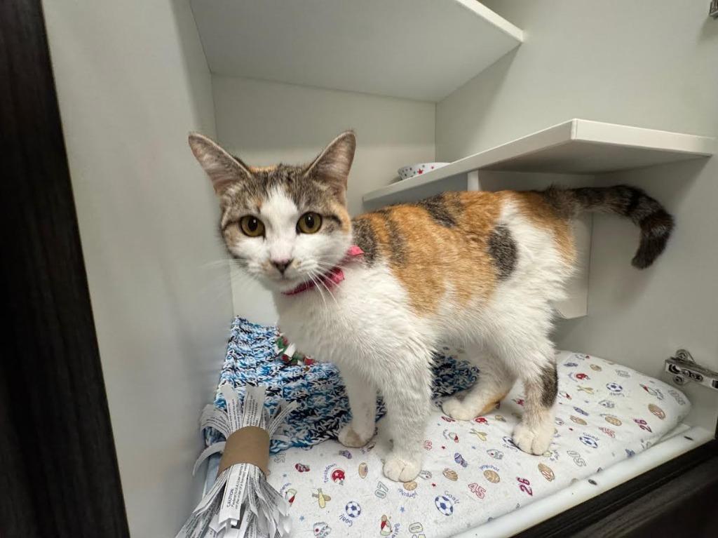 Pepper (Pickles) — thumbnail 3