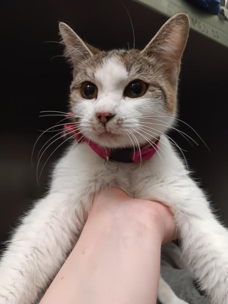 Pepper (Pickles) — thumbnail 5