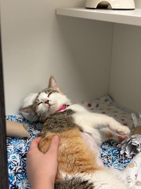 Pepper (Pickles) — thumbnail 6