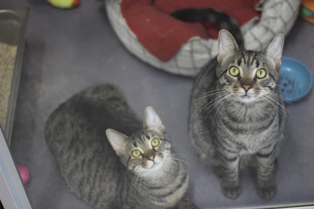 Ruby & Rizzo, a Adoptable mixed breed in Rockford, IL image 2/3