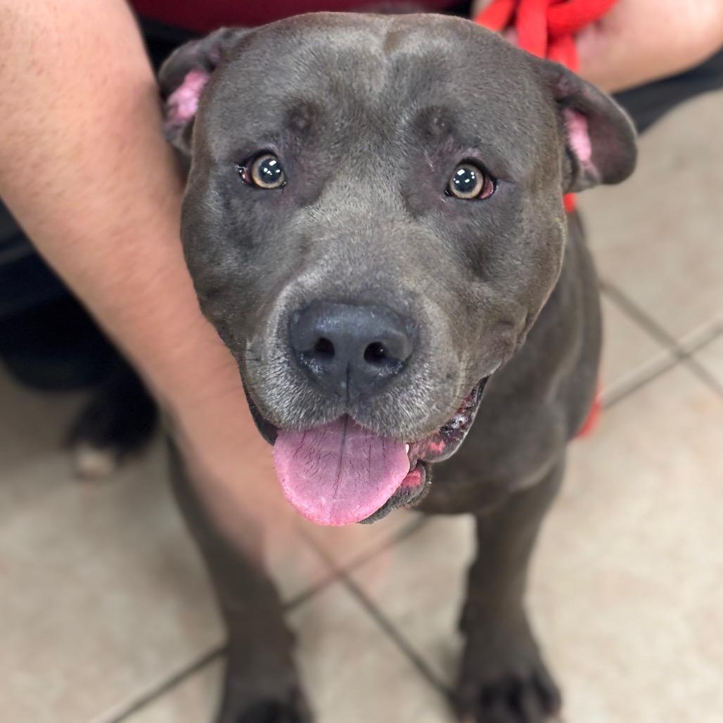 JuJu — thumbnail 2