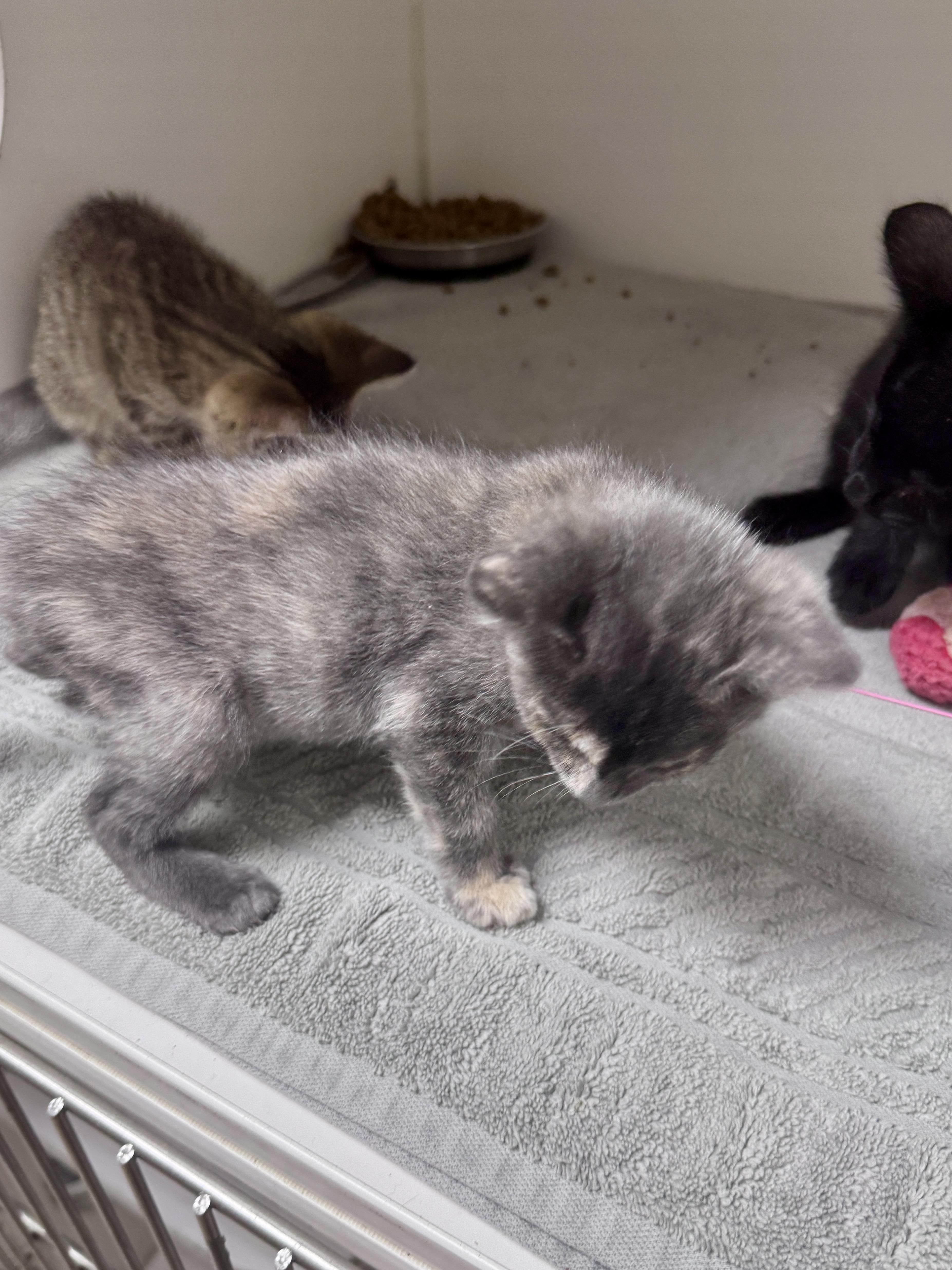 Enlarge Theo, a ADOPTABLE Domestic Short Hair in Gainesville, FL image 2/5