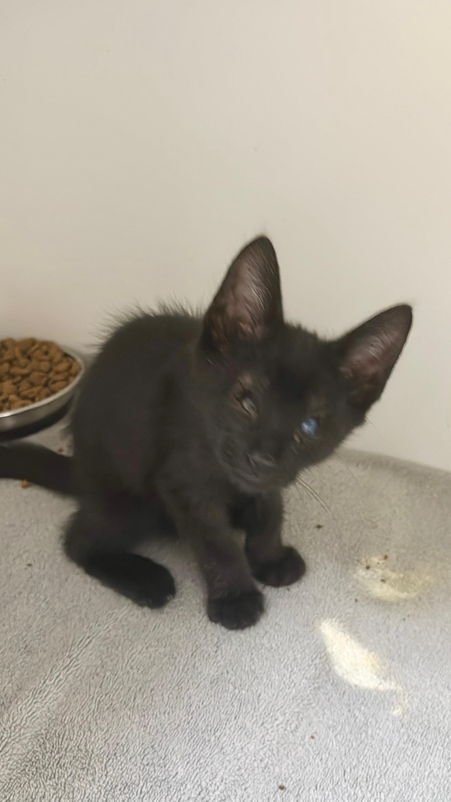 Enlarge Theo, a ADOPTABLE Domestic Short Hair in Gainesville, FL image 4/5