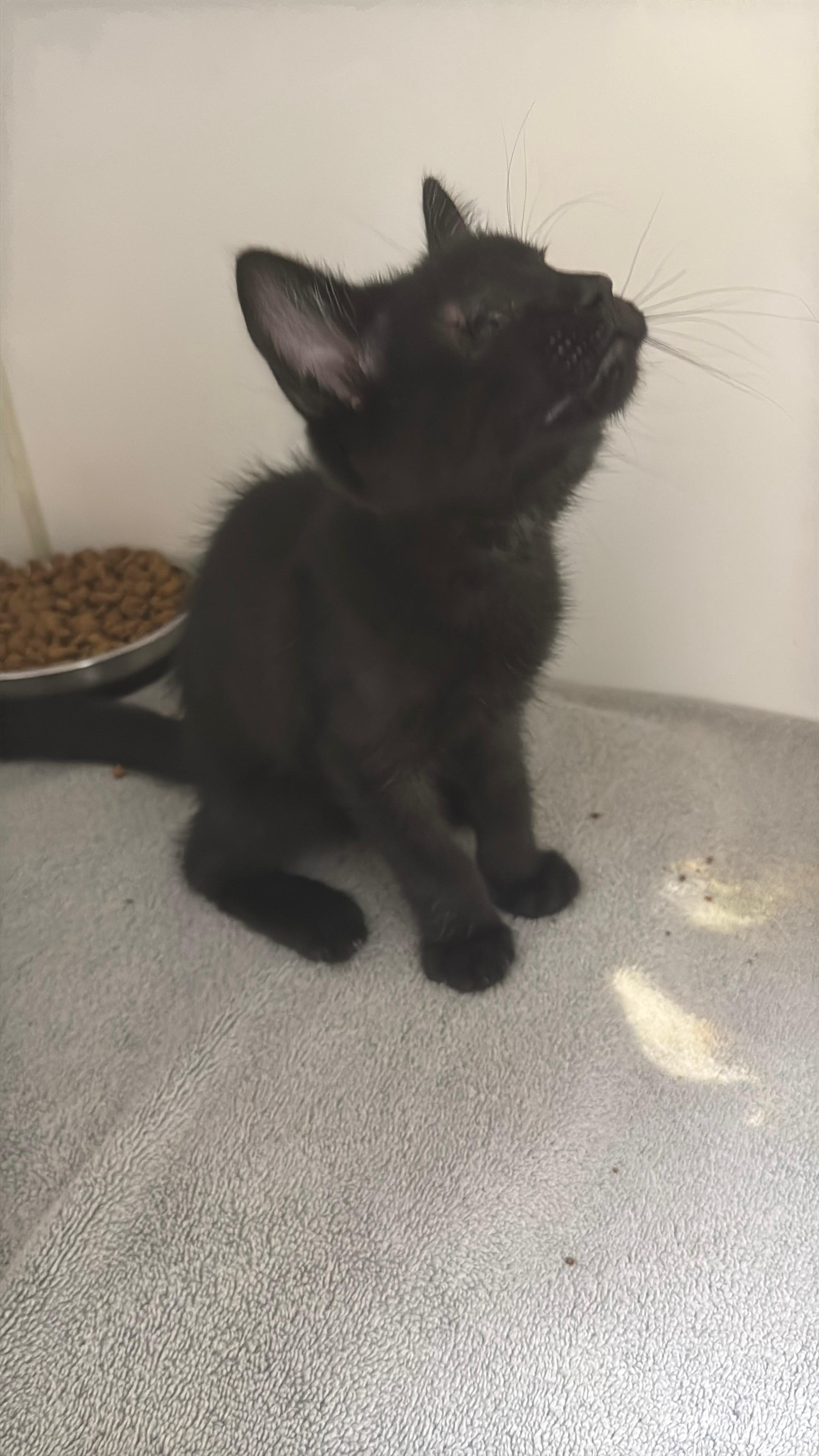 Theo, ADOPTABLE, Kitten Male Domestic Short Hair.