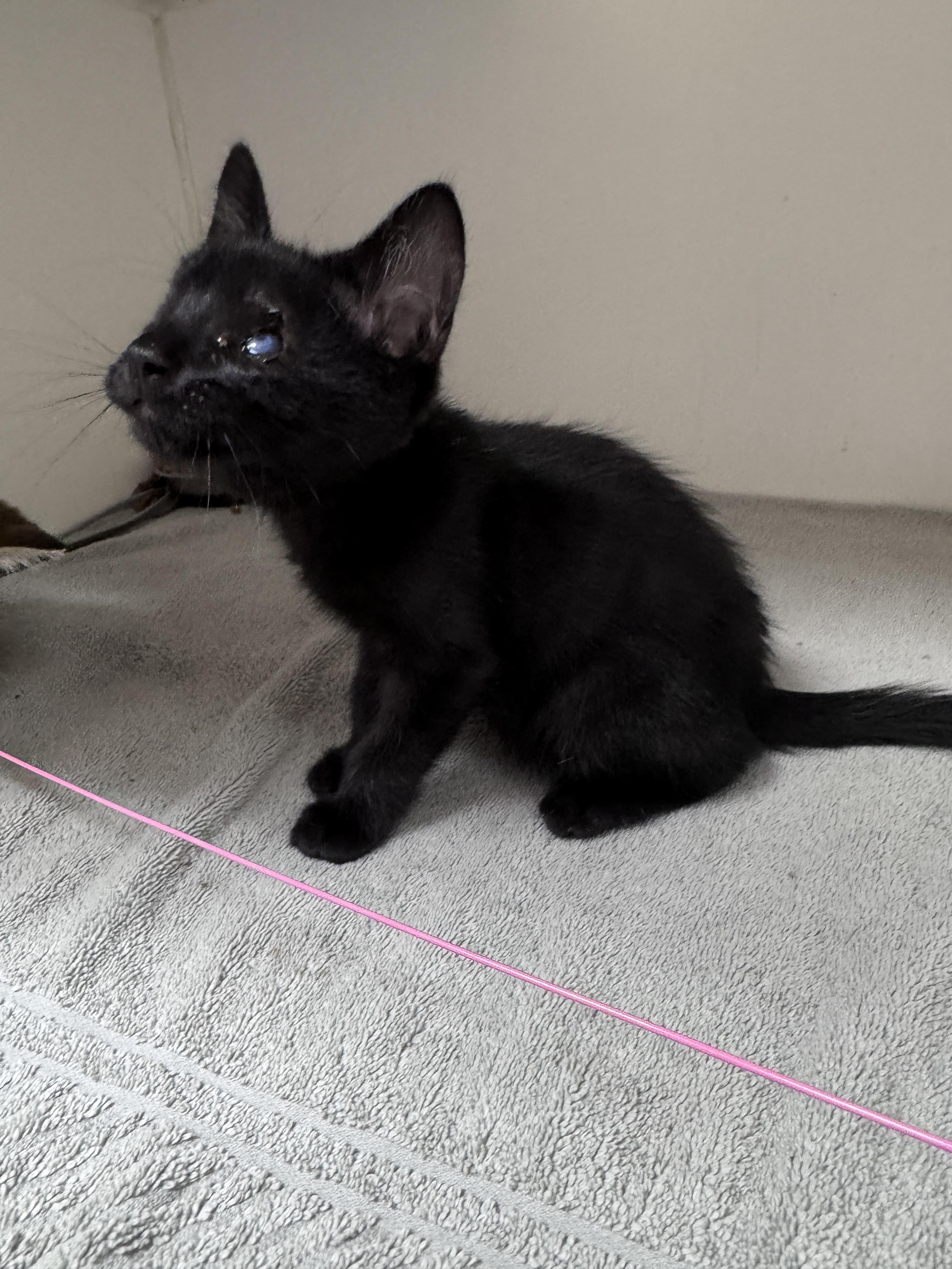 Enlarge Theo, a ADOPTABLE Domestic Short Hair in Gainesville, FL image 3/5