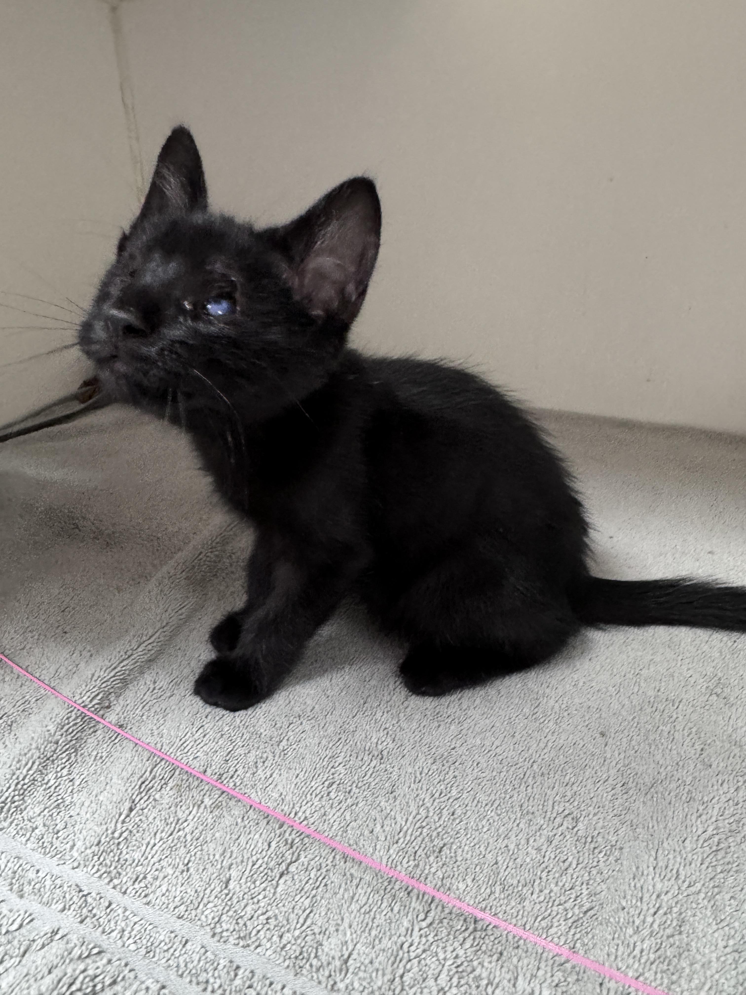 Enlarge Theo, a ADOPTABLE Domestic Short Hair in Gainesville, FL image 5/5