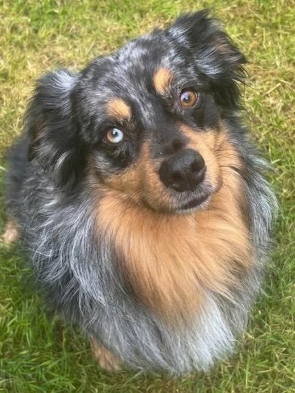 Enlarge Zuko, a Adoptable Australian Shepherd in Vashon, WA image 1/2