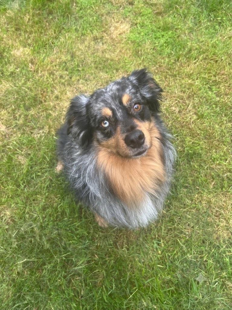 Enlarge Zuko, a Adoptable Australian Shepherd in Vashon, WA image 2/2