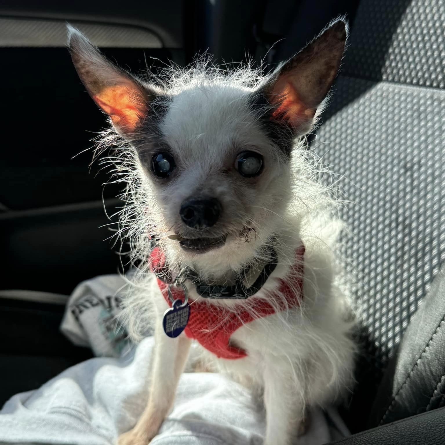 Dog for adoption Papi, a Chihuahua Mix in Rockville, MD Petfinder