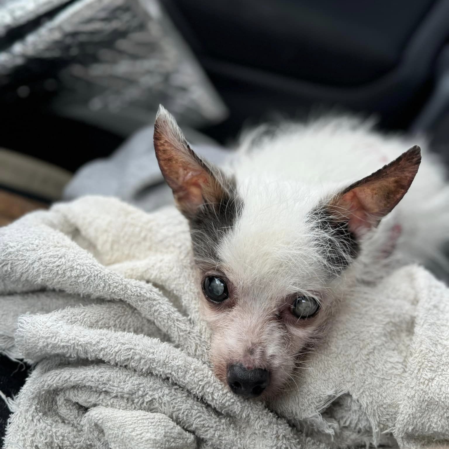 Dog for adoption Papi, a Chihuahua Mix in Rockville, MD Petfinder