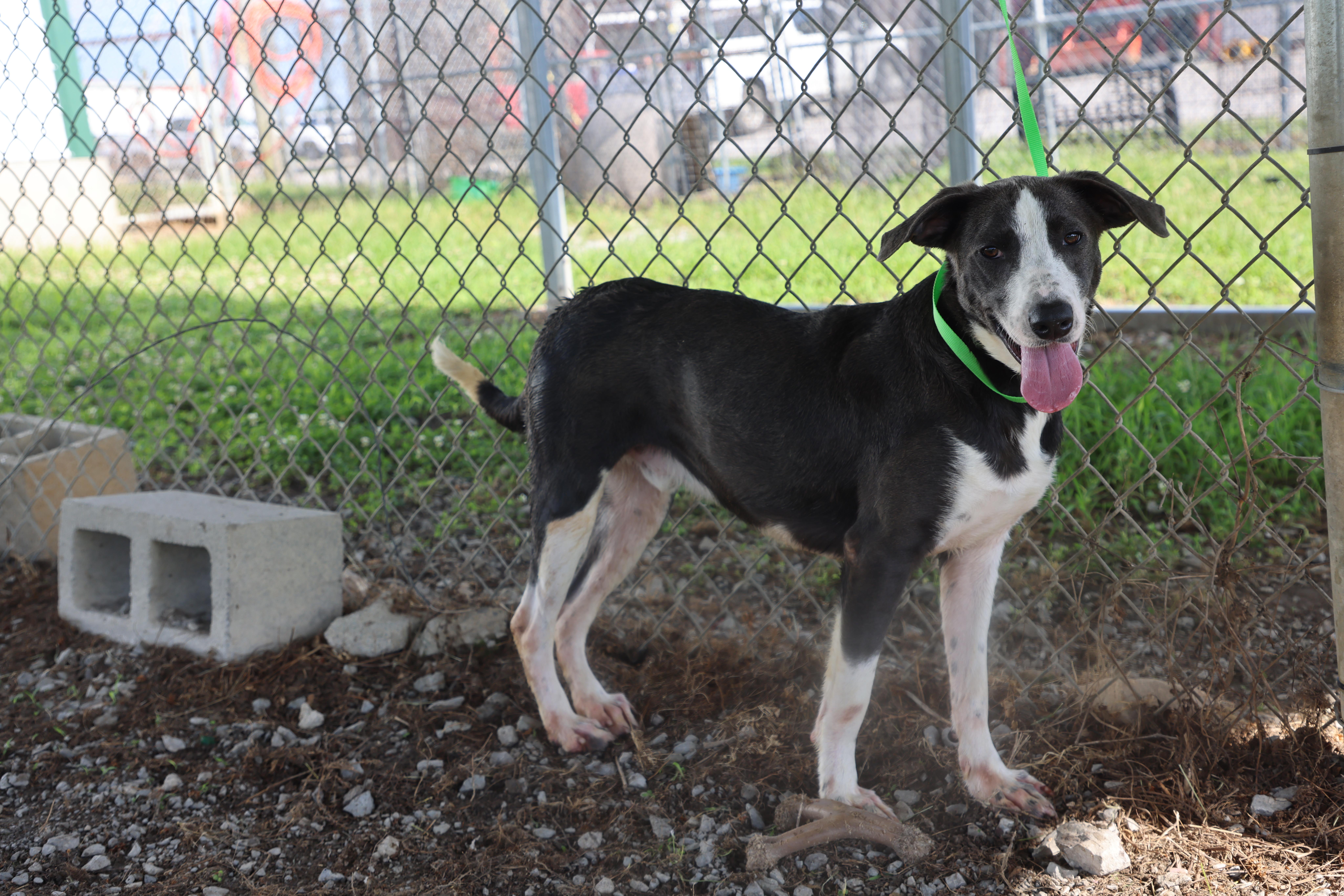Cowboy, a Adoptable mixed breed in Lewisburg, TN image 4/5