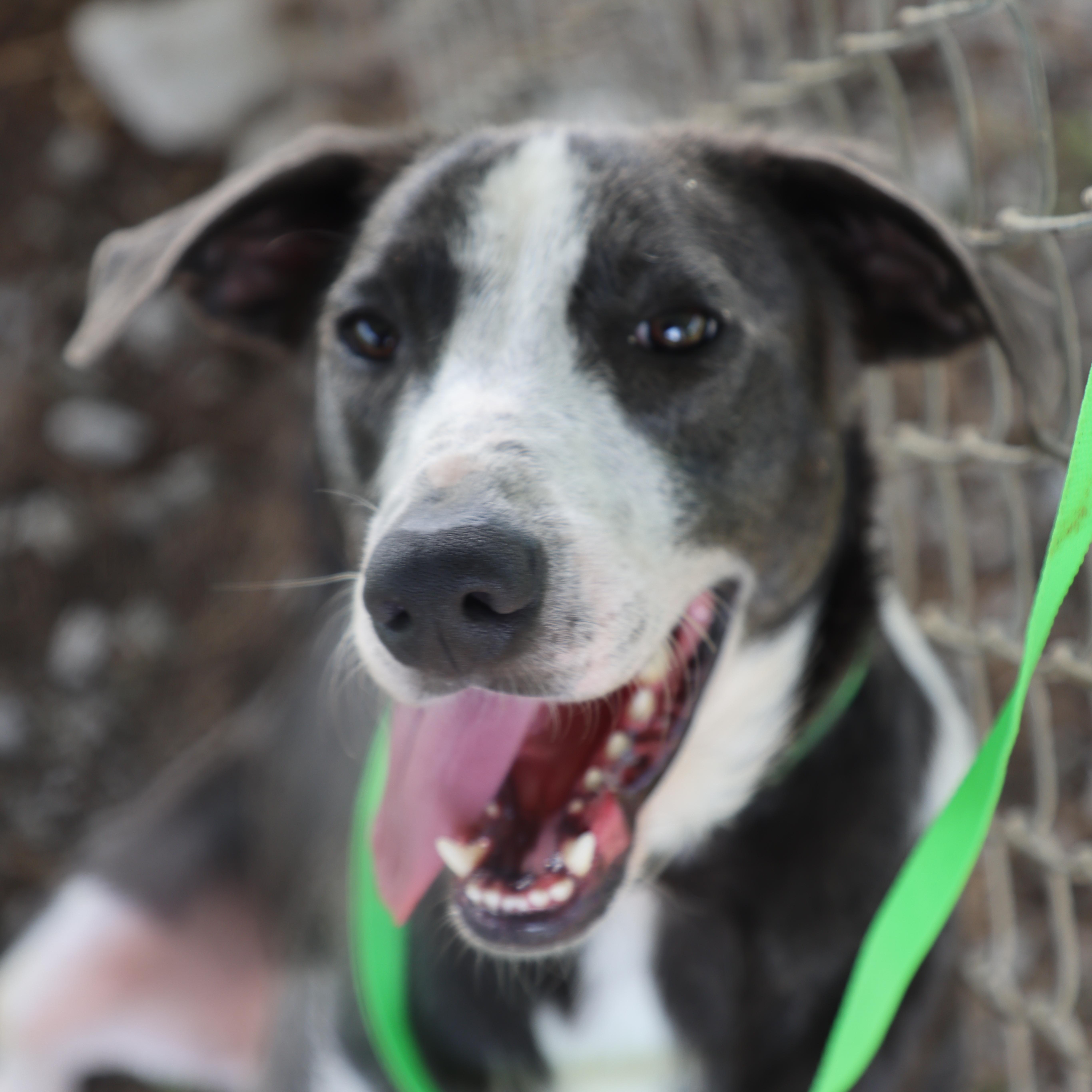 Cowboy, Adoptable, Young Male Mountain Cur & Hound.