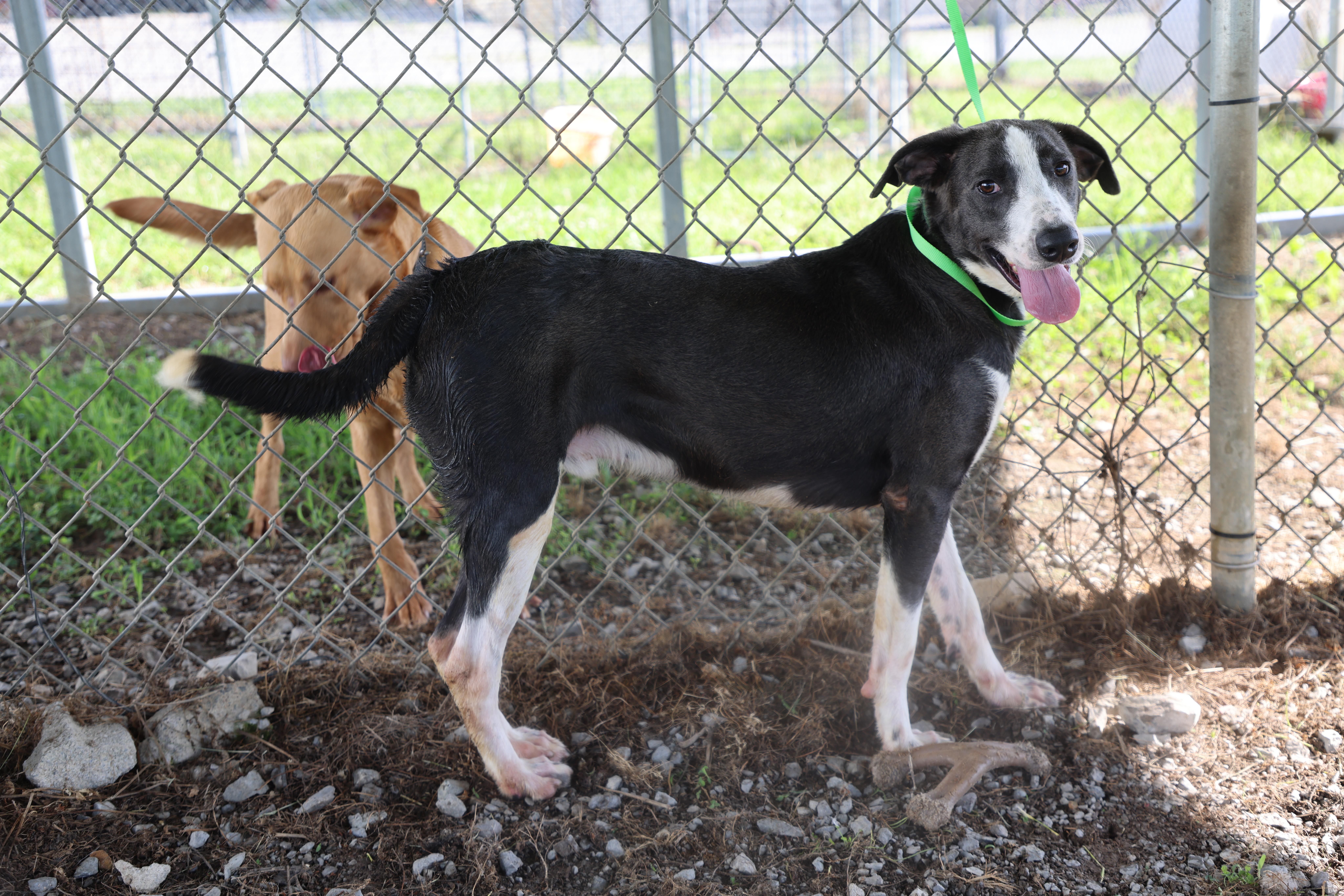 Cowboy, a Adoptable mixed breed in Lewisburg, TN image 5/5