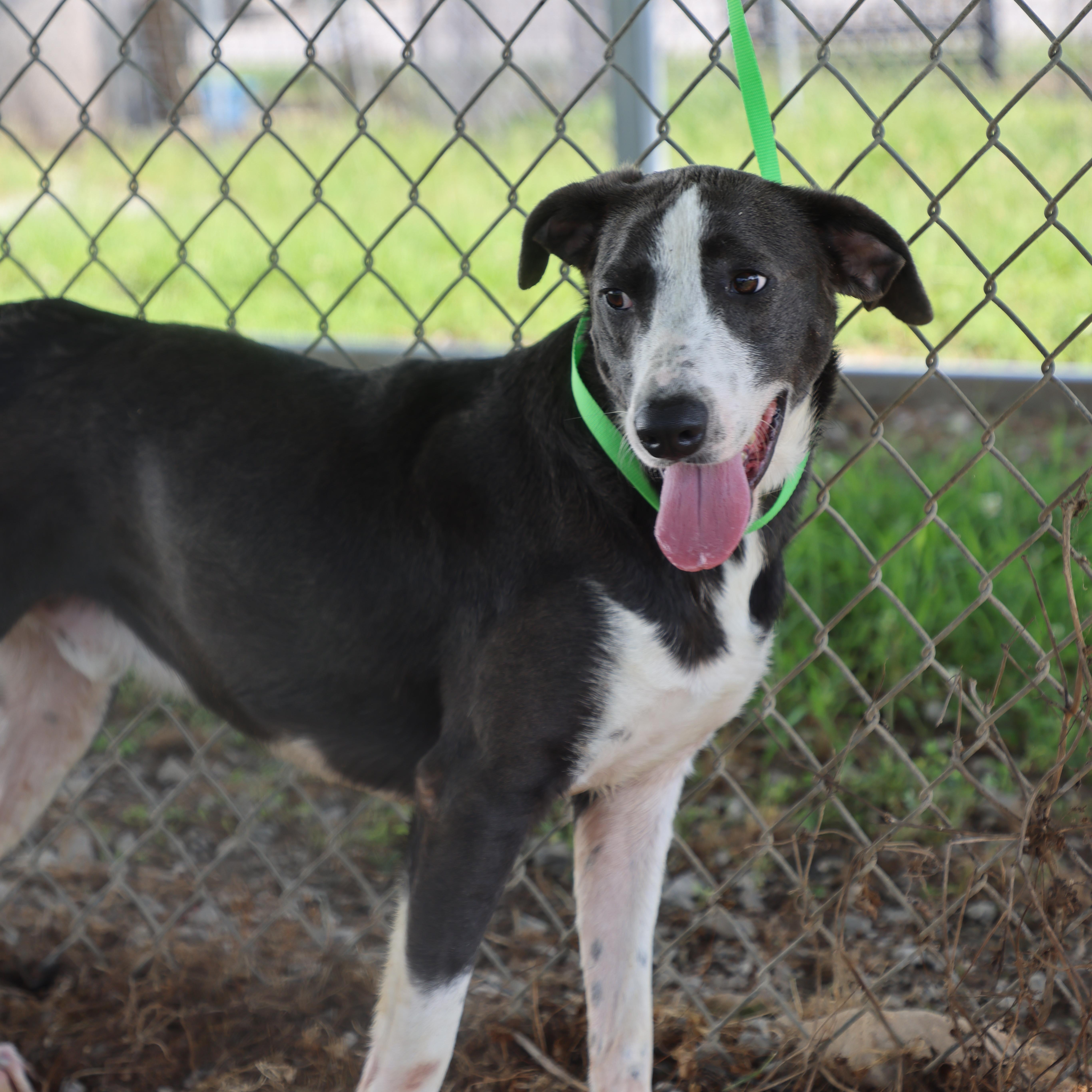 Cowboy, a Adoptable mixed breed in Lewisburg, TN image 3/5