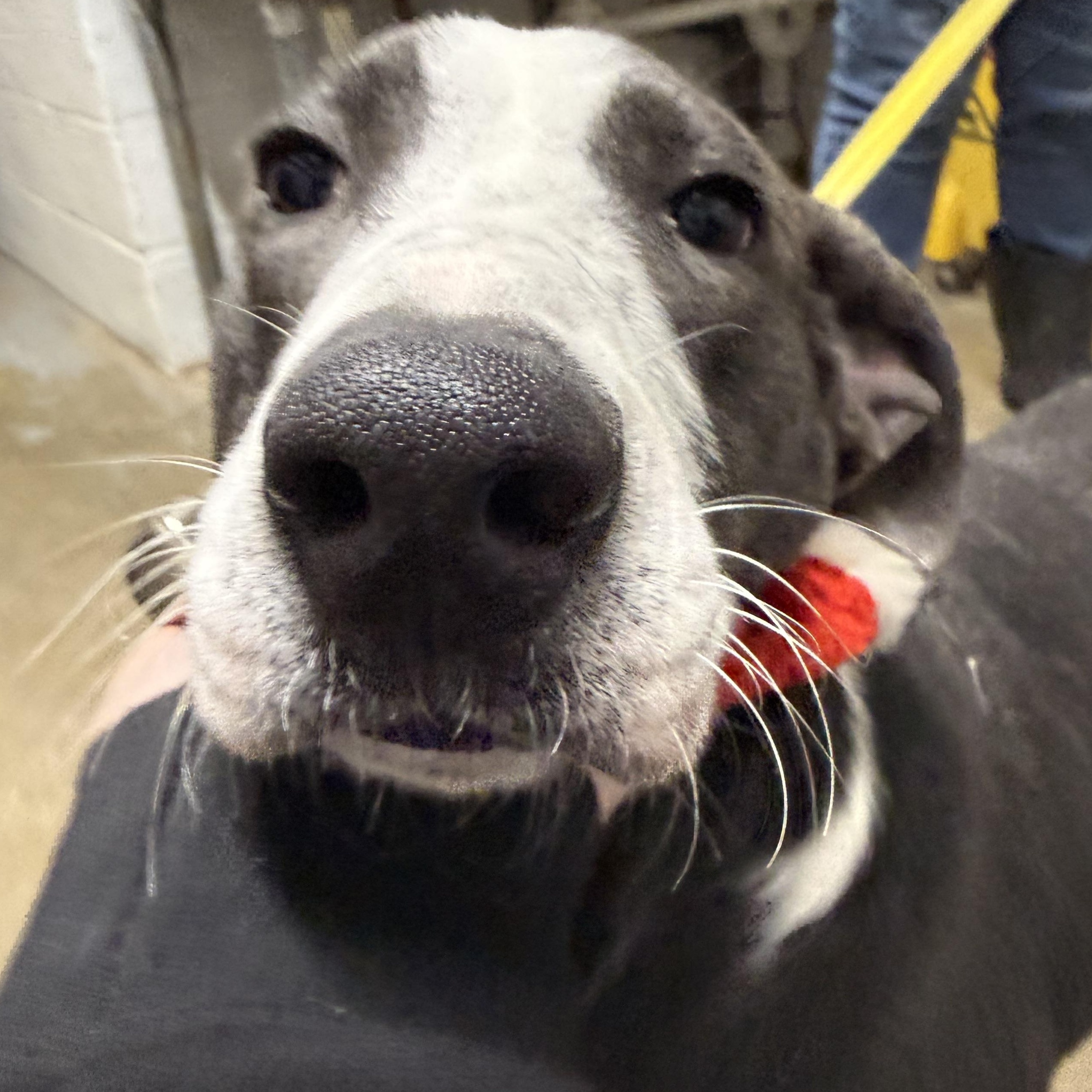 Cowboy, Adoptable, Young Male Hound.