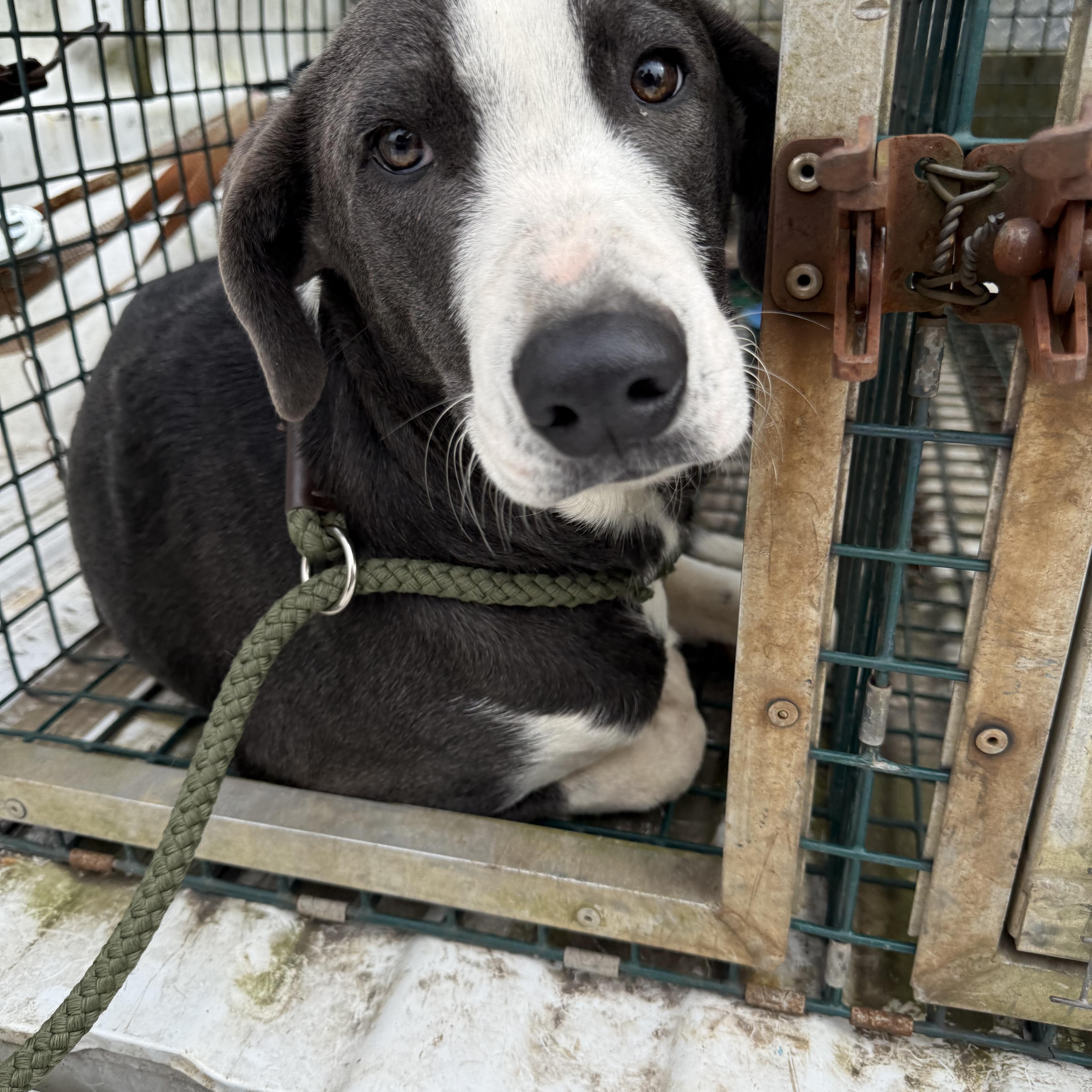 Enlarge Cowboy, a Adoptable mixed breed in Lewisburg, TN image 2/2