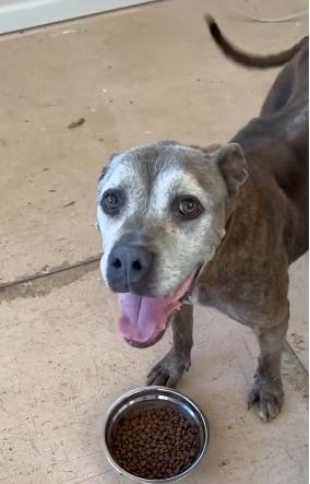 Princess Peach, a Adoptable mixed breed in Ione, CA image 4/6