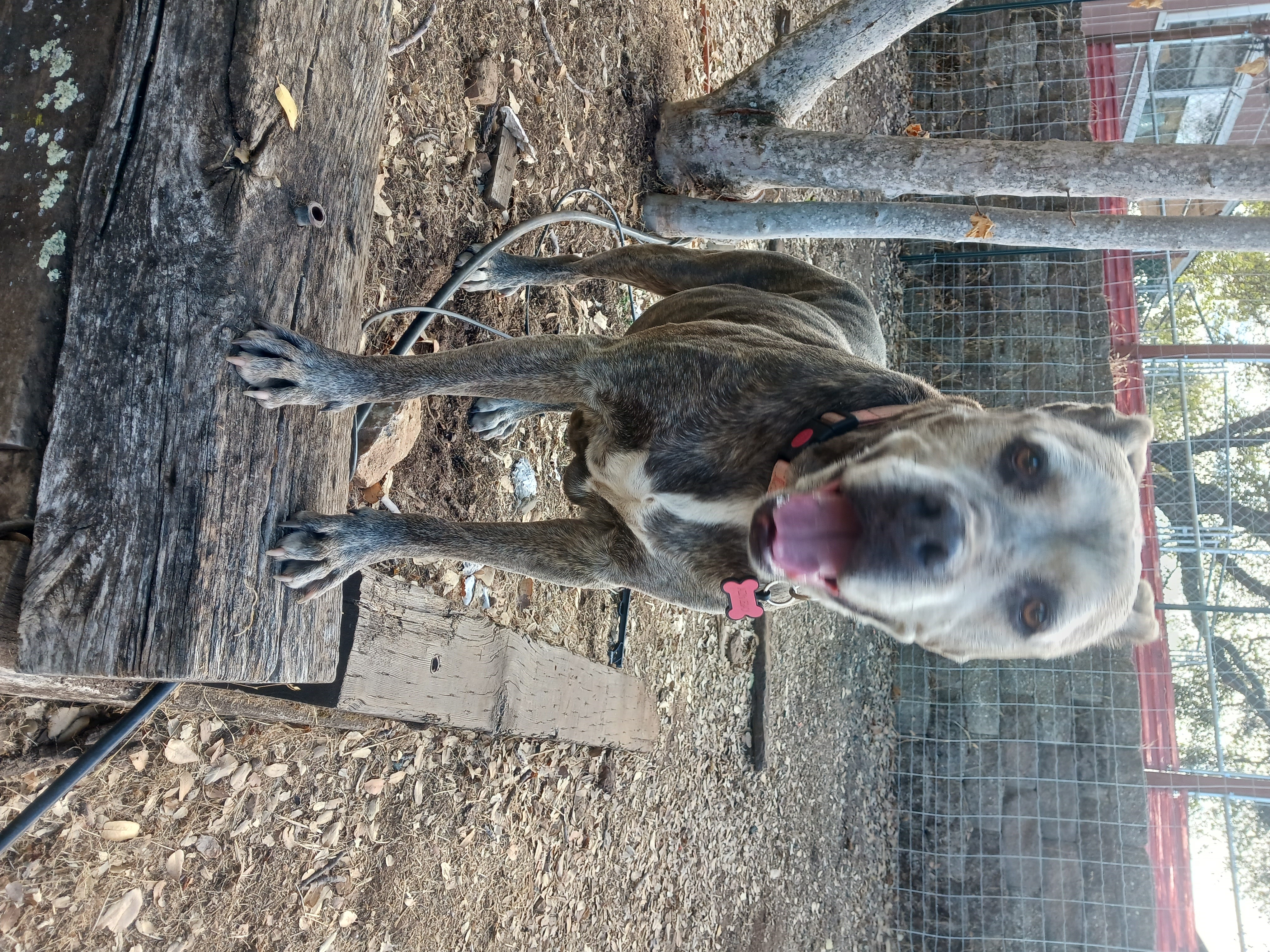 Princess Peach, a Adoptable mixed breed in Ione, CA image 5/6