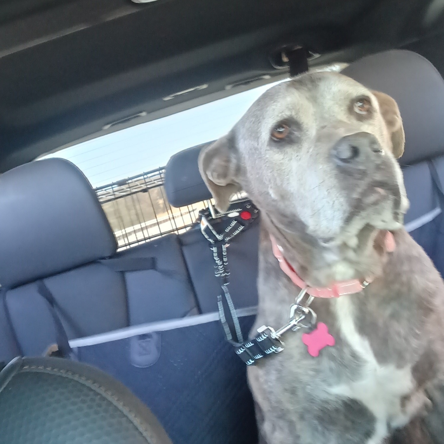 Princess Peach, a Adoptable mixed breed in Ione, CA image 3/6