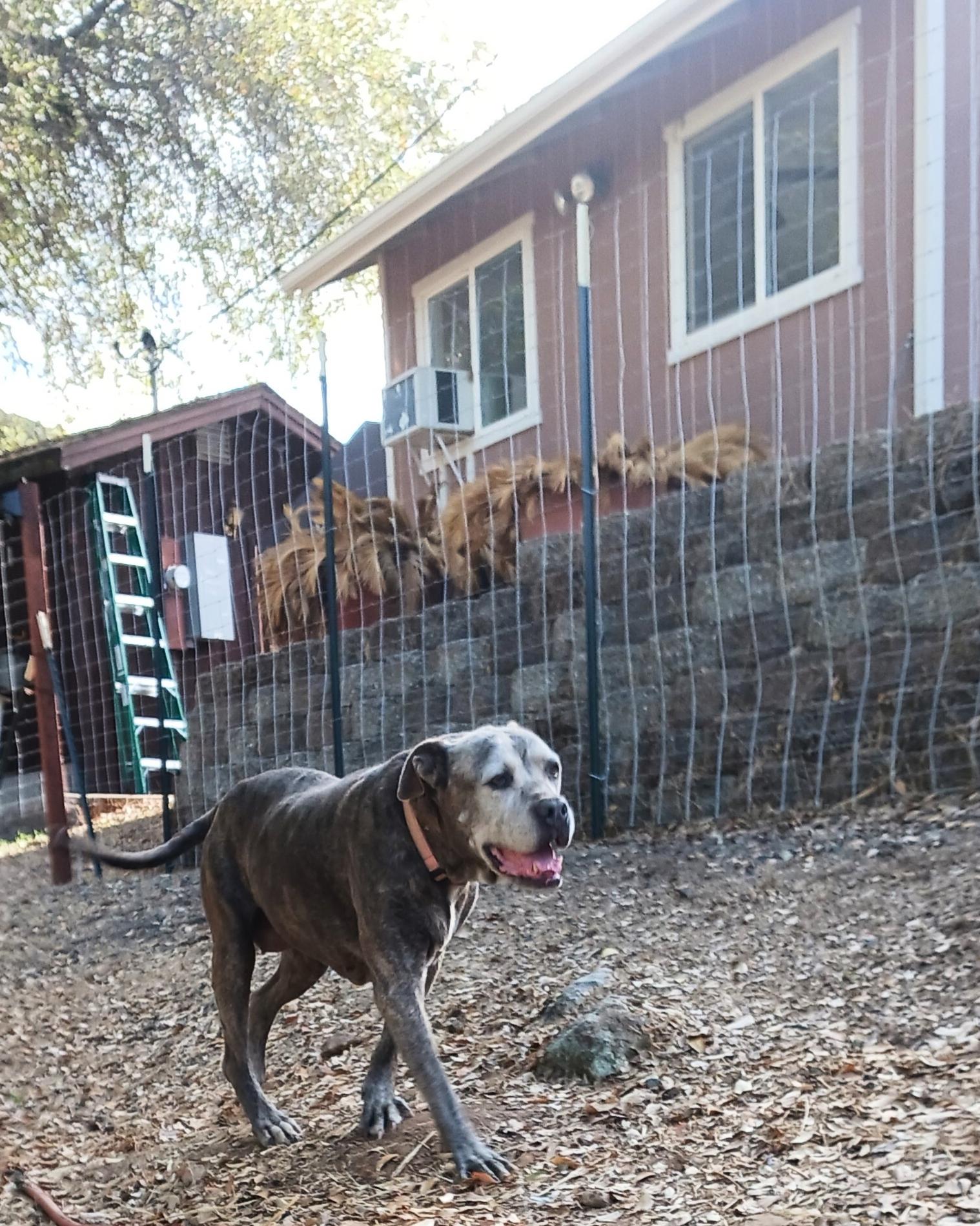 Princess Peach, a Adoptable mixed breed in Ione, CA image 6/6