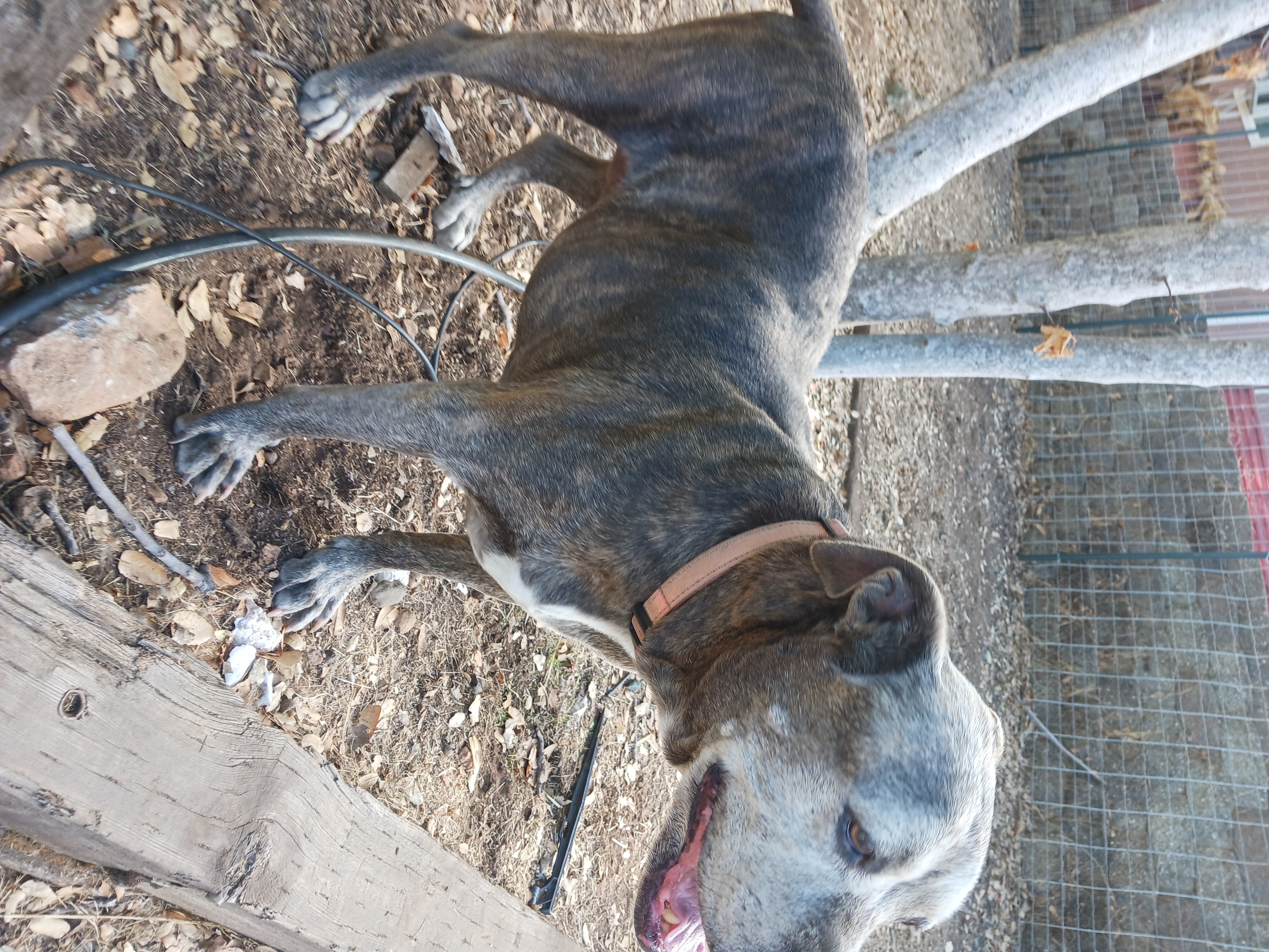 Princess Peach, a Adoptable mixed breed in Ione, CA image 1/6