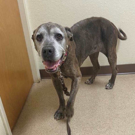 Princess Peach, a Adoptable mixed breed in Ione, CA image 2/6