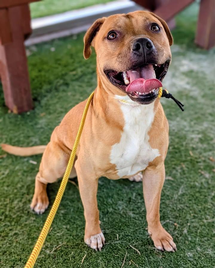 26-62, ADOPTABLE, Adult Male Pit Bull Terrier.