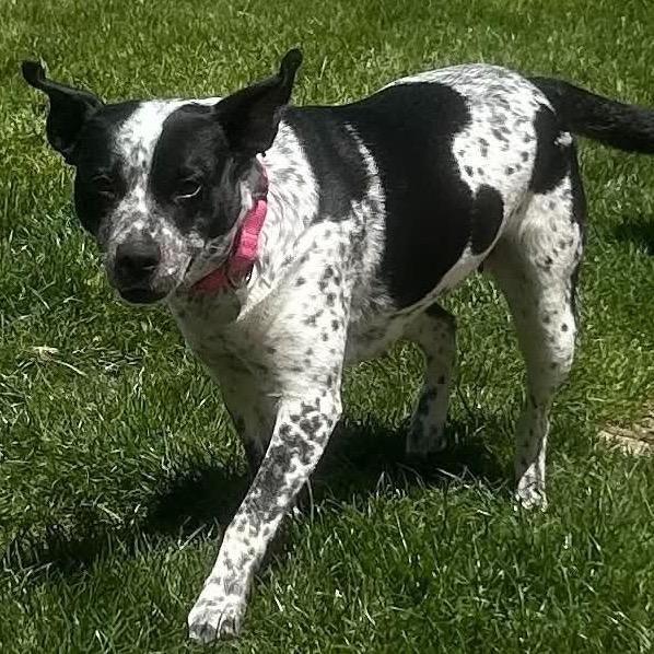 Asa $400, a Adoptable mixed breed in Milwaukee, WI image 2/6