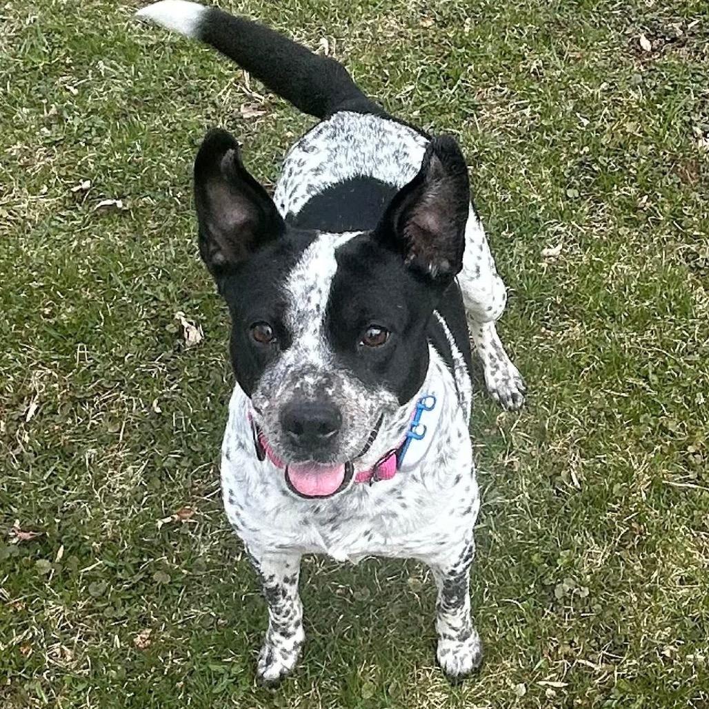 Enlarge Asa $400, a Adoptable mixed breed in Milwaukee, WI image 2/4