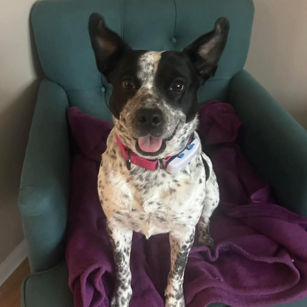 Enlarge Asa $400, a Adoptable mixed breed in Milwaukee, WI image 3/4