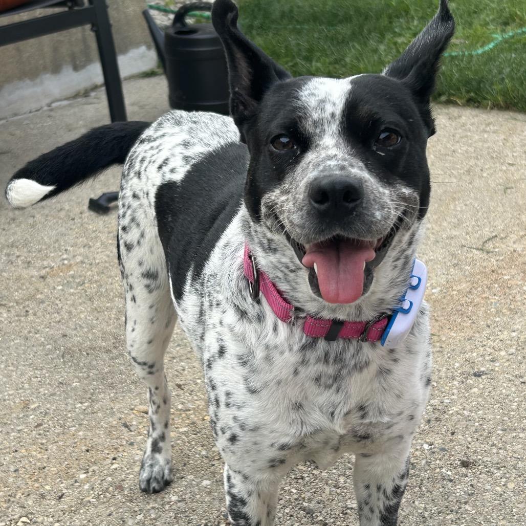 Asa $400, a Adoptable mixed breed in Milwaukee, WI image 5/6