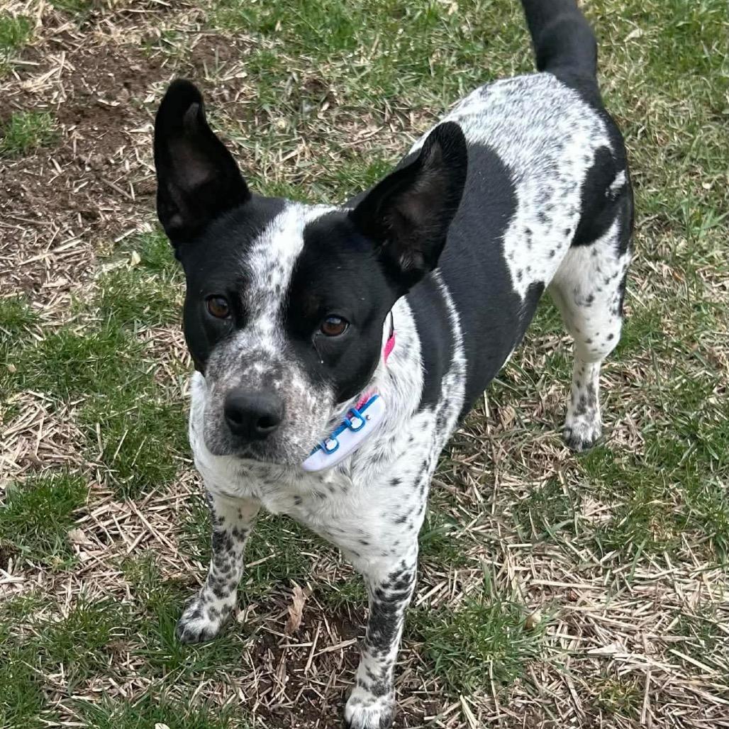 Enlarge Asa $400, a Adoptable mixed breed in Milwaukee, WI image 4/4